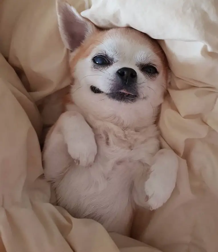 Chihuahua snuggled up in blanket