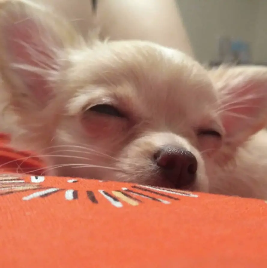 close up face of a sleeping white Chihuahua