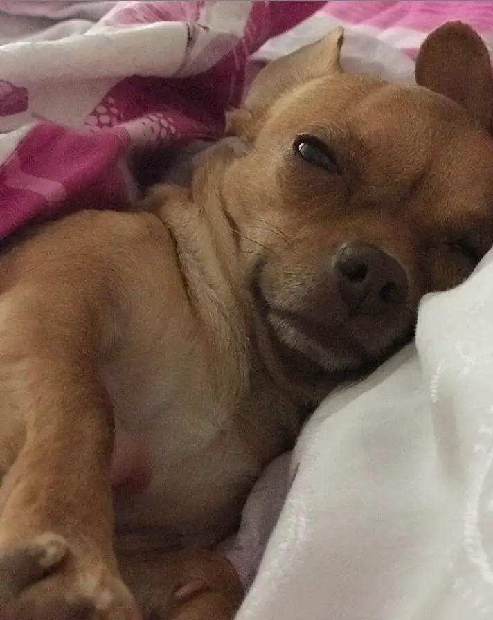 sleepy Chihuahua in the blankets