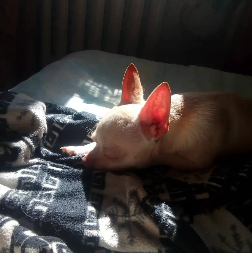Chihuahua lying down sleeping on the bed with a little sunlight