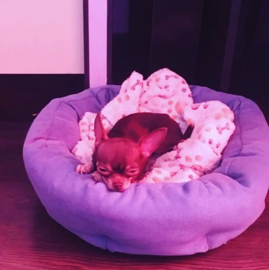 Chihuahua lying down sleeping in its purple bed