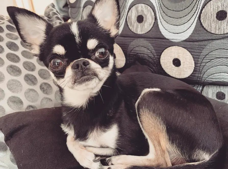 Chihuahua with a grumpy face curled up on the couch