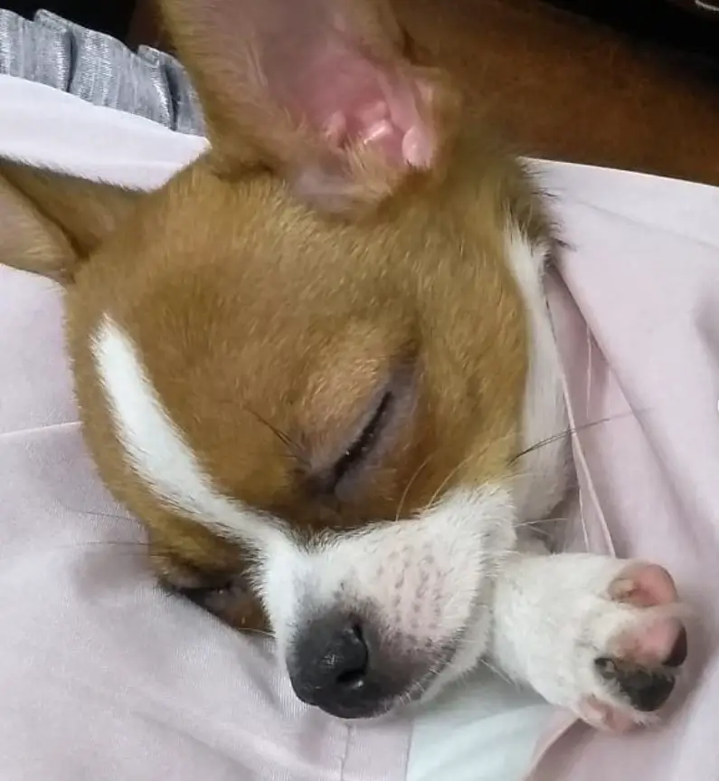 Chihuahua snuggled up in blanket while sleeping