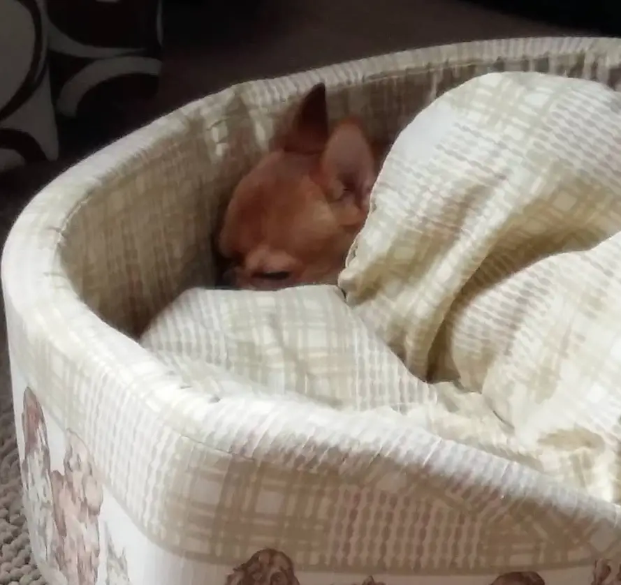 Chihuahua squeezed on the side of its bed sleeping