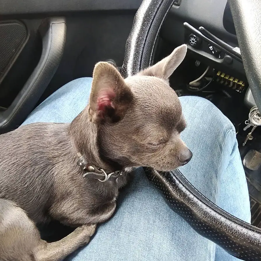Chihuahua sleeping on top of its owners lap in the driver's seat