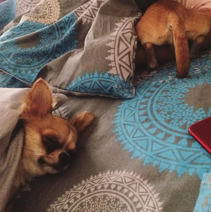 two Chihuahuas sleeping under the pillows