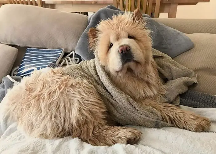 A wet Chow Chow with towel around its body while lying on the couch