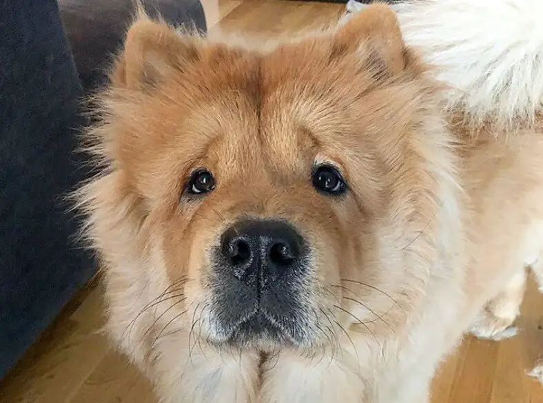 A Chow Chow standing on the floor with its sad face