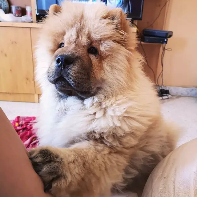 A begging Chow Chow sitting on the couch with its paw on the lap of a woman