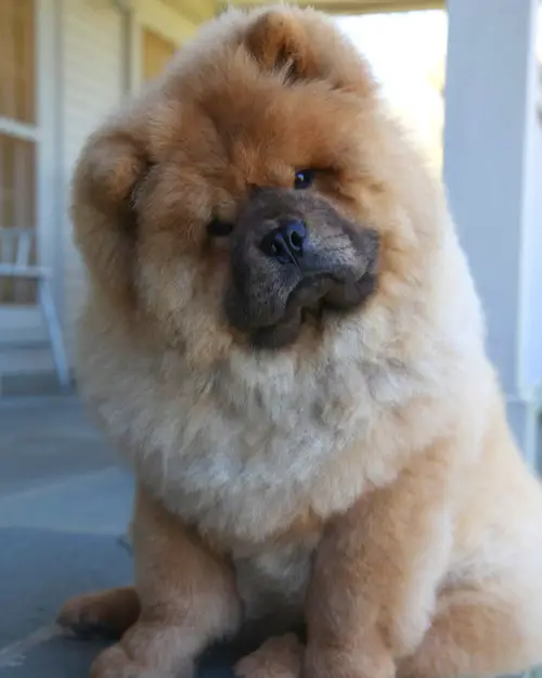 A Chow Chow puppy sitting in the front porch while tilting its head