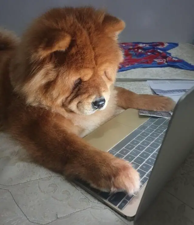 a Chow Chow lying on the bed fronting the laptop while its paws are on top of the keyboard
