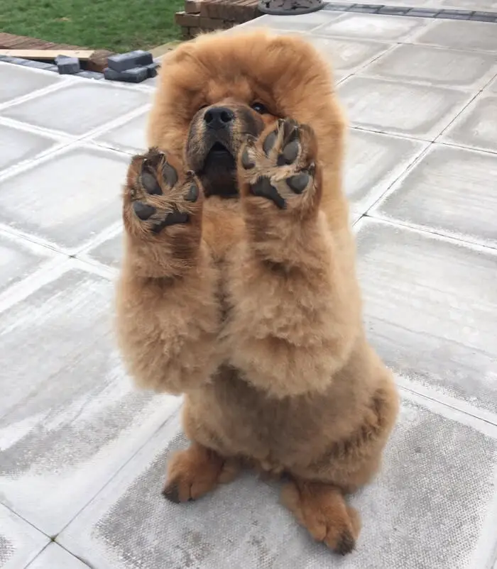 a Chow Chow doing a sitting pretty while raising its paws