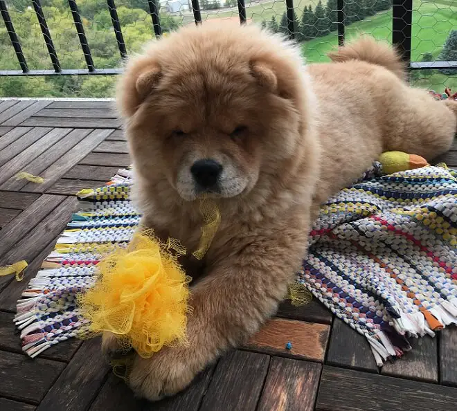A Chow Chow lying on top of the carpet in the balcony