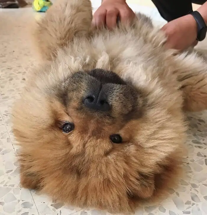 A Chow Chow lying on its back on the floor while getting belly rubs