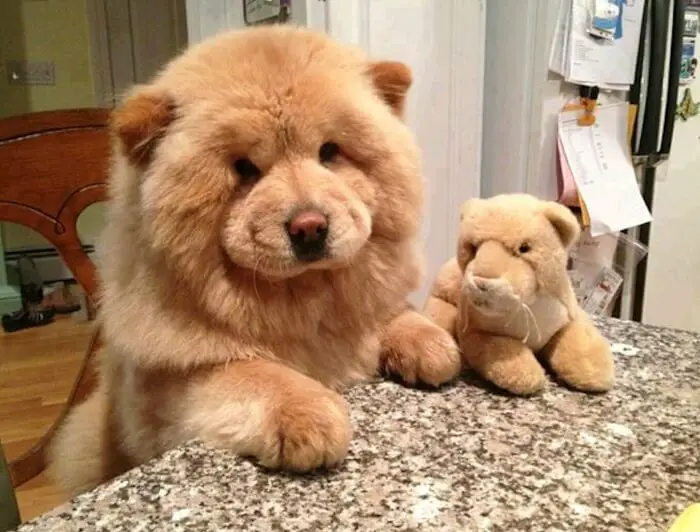 A Chow Chow leaning towards the counter top next to a chowchow stuffed toy