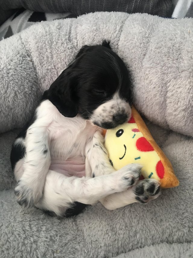 Cocker Spaniel puppy sleeping on its back with its pizza toy