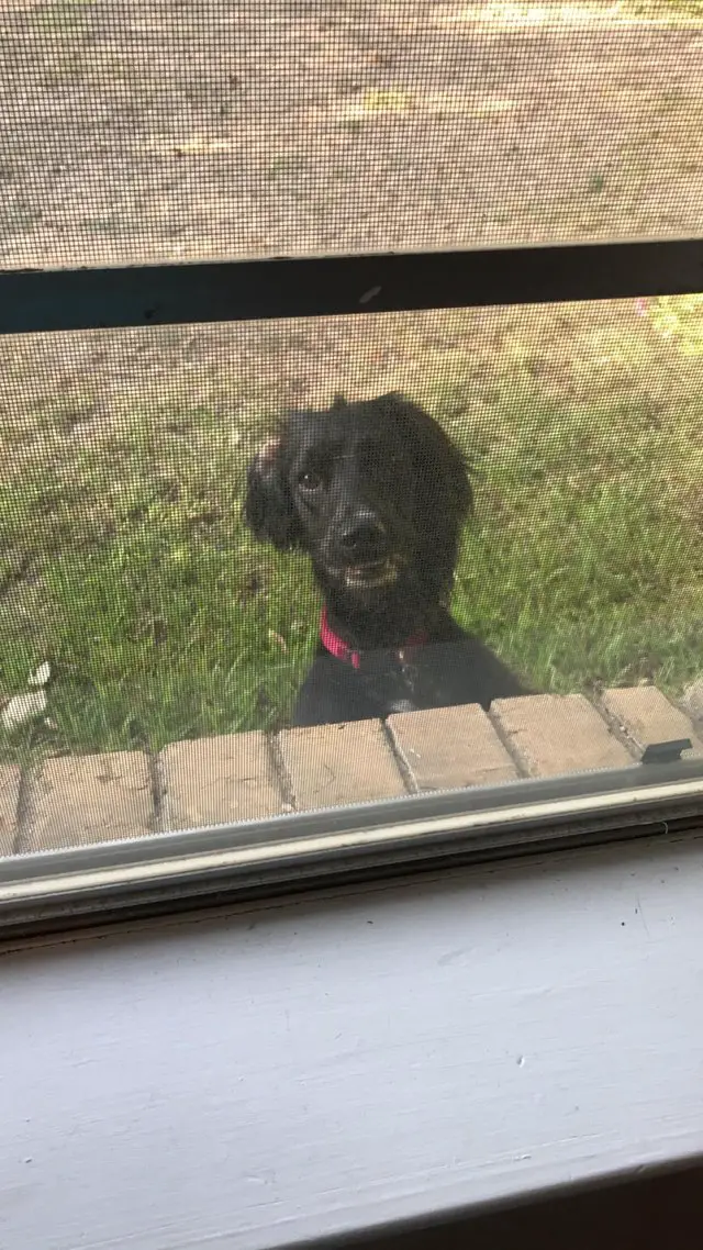 Cocker Spaniel outside while looking out the window