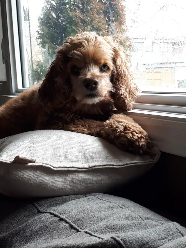 Cocker Spaniel lying on its pillow by the window