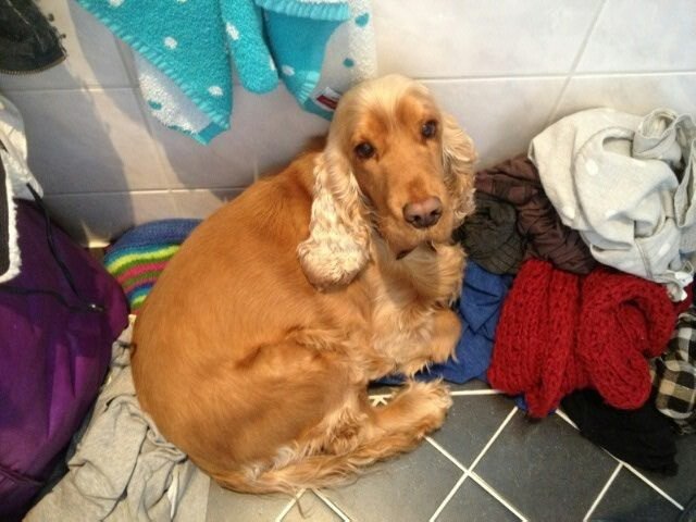 Cocker Spaniel sitting with towels on the floor