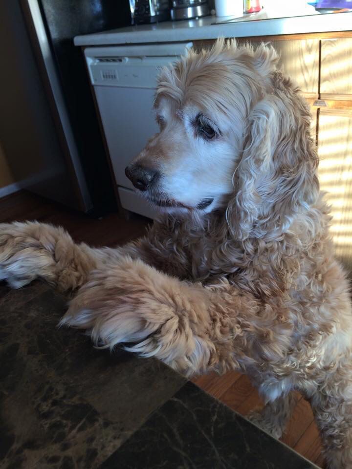 Cocker Spaniel in the kitchen with its hands on top of the counter