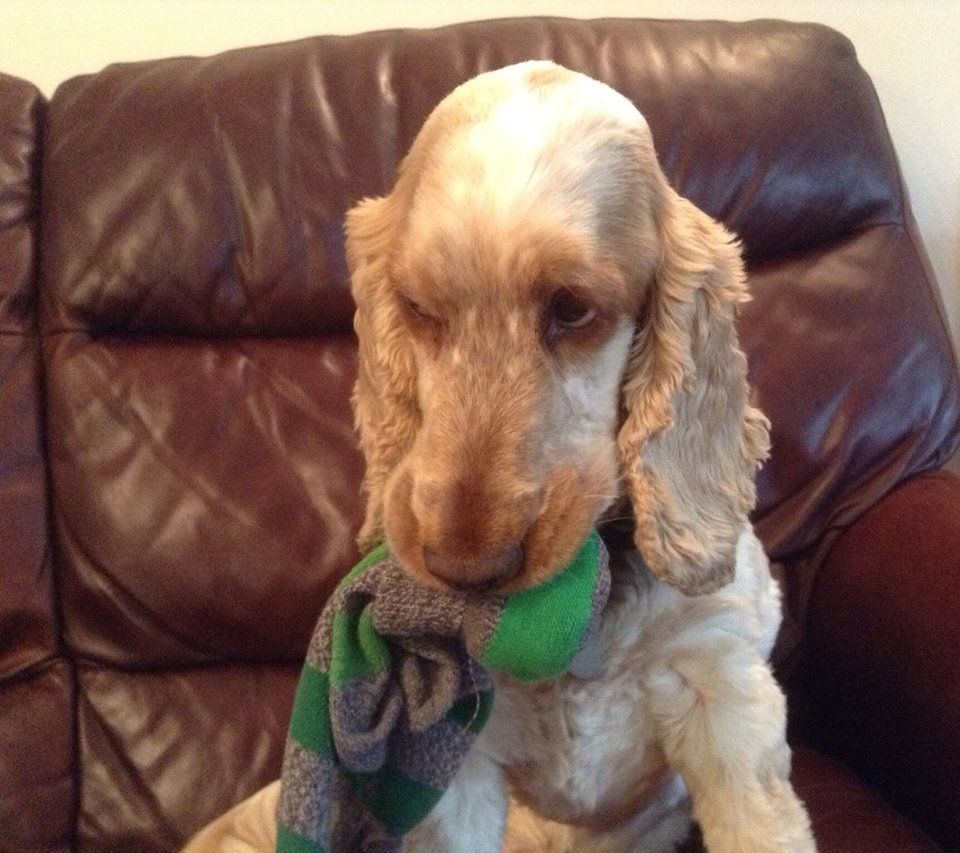 Cocker Spaniel with socks on its mouth while sitting on the couch