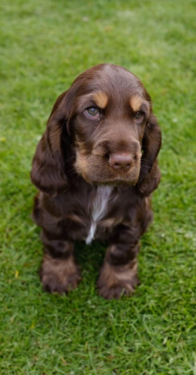 Cocker Spaniel sitting on the green grass