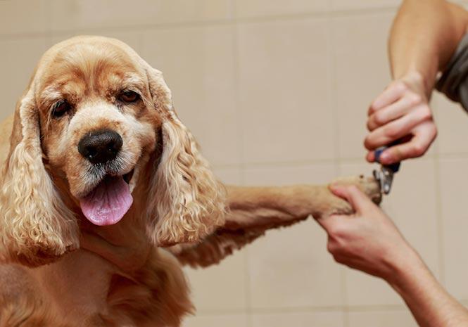 Cocker Spaniel with its tongue sticking our while cutting its nails