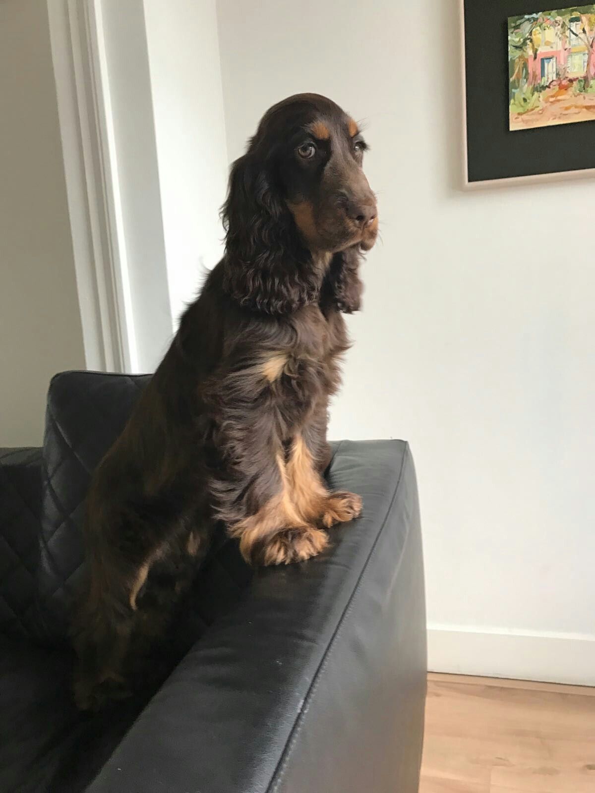 Cocker Spaniel standing in the couch