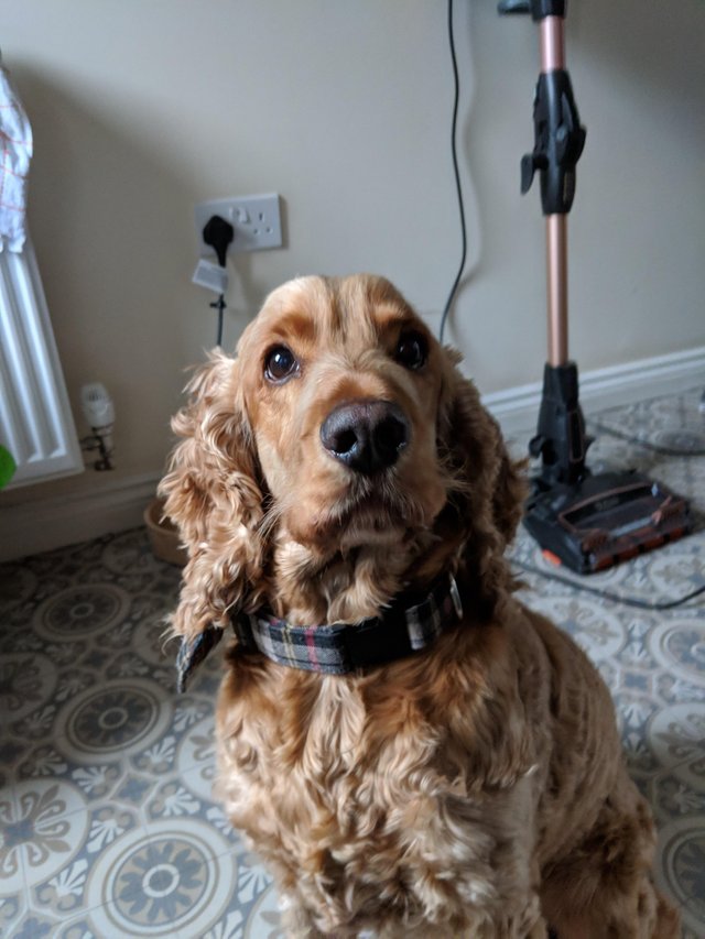 Cocker Spaniel sitting on the floor with its begging face
