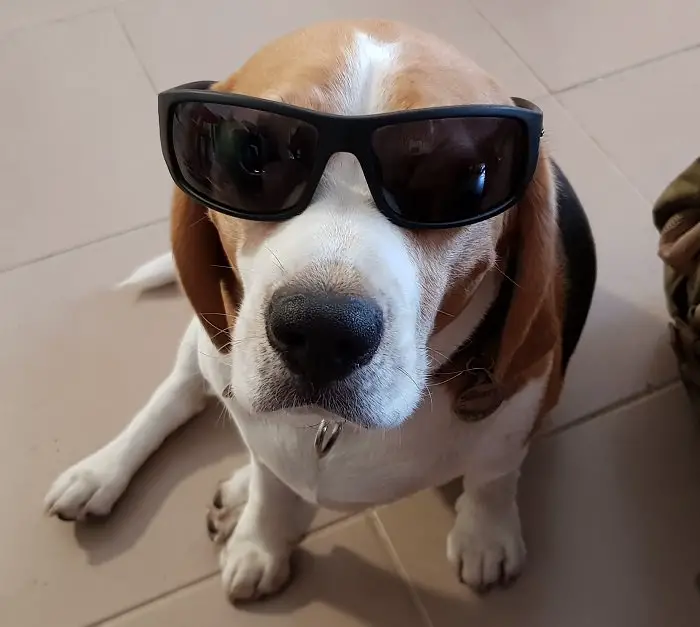 Beagle dog wearing sunglasses