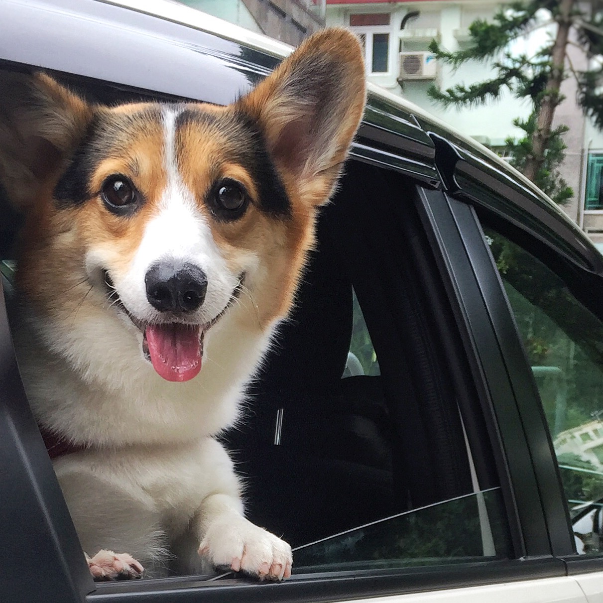 A Corgi in the backseat inside the car while its head is out and smiling