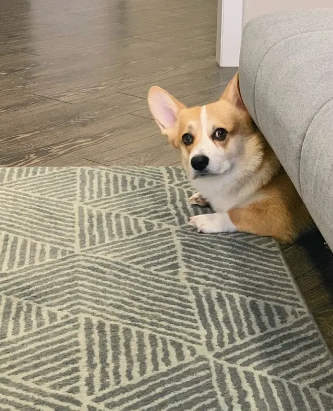 Corgi lying under the couch