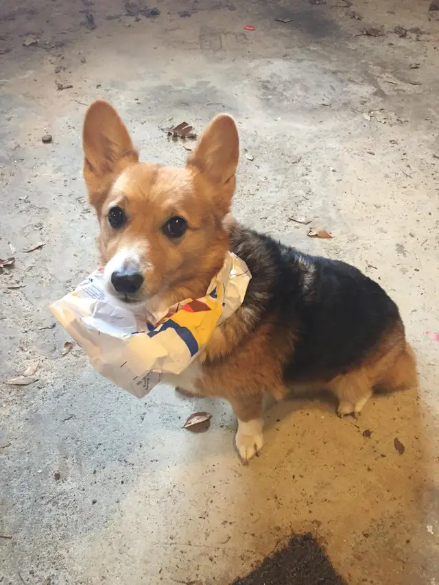 Corgi sitting on the ground with a paper bag in its mouth