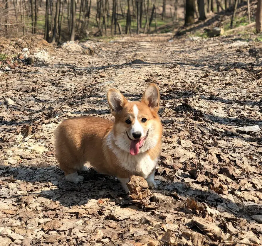 Corgi in the middle of the forest