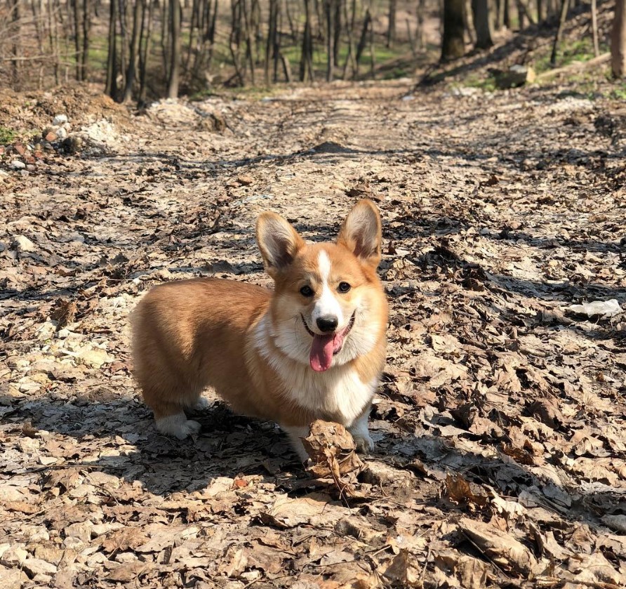 Corgi in the middle of the forest