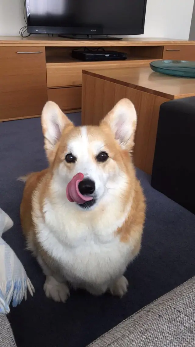 Corgi sitting on the floor while licking its nose