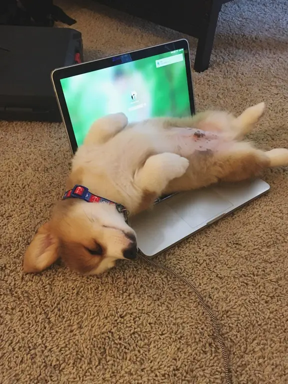 Corgi puppy lying on its back on top of the laptop