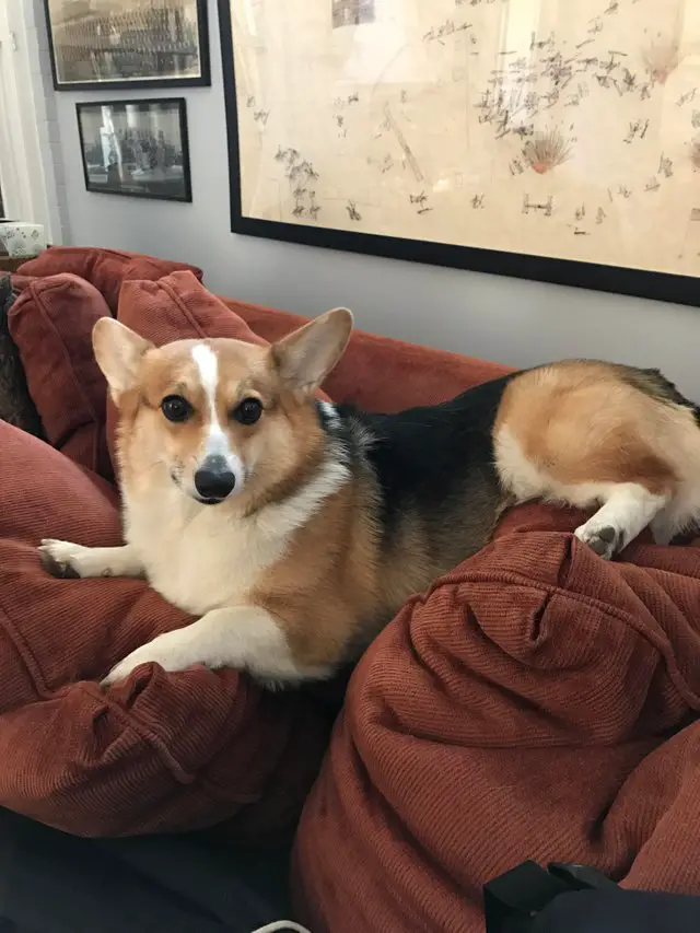 Corgi lying on the couch on top of the pillows