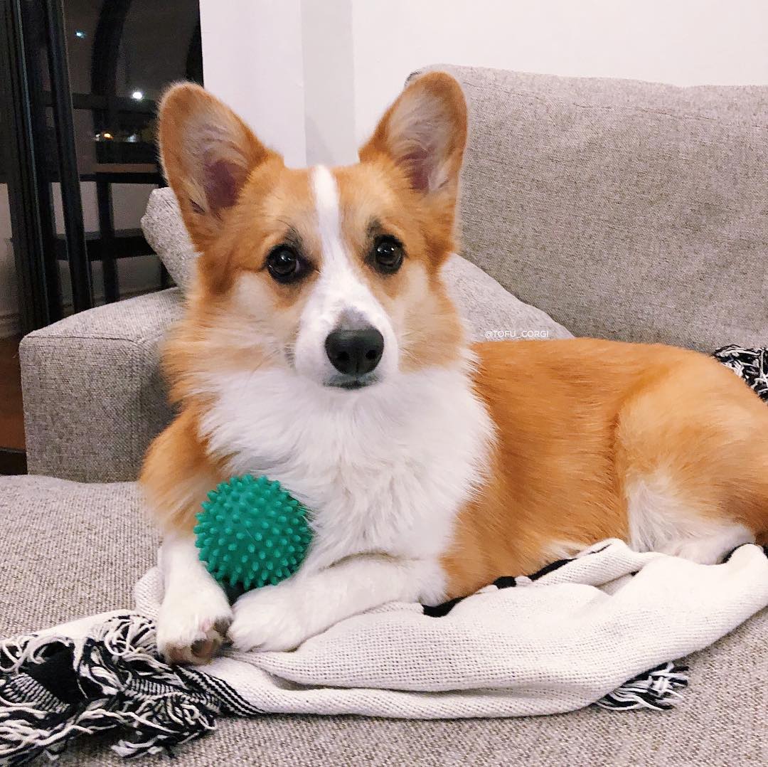 A Corgi lying on the couch with its ball and on top of the scarf