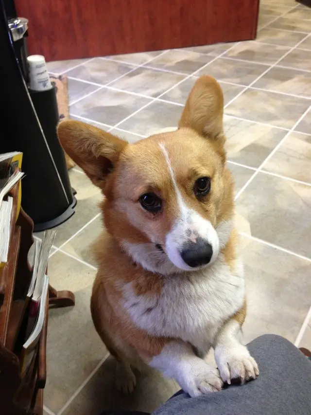 A Corgi standing up leaning towards the knees of a person while showing its sad face