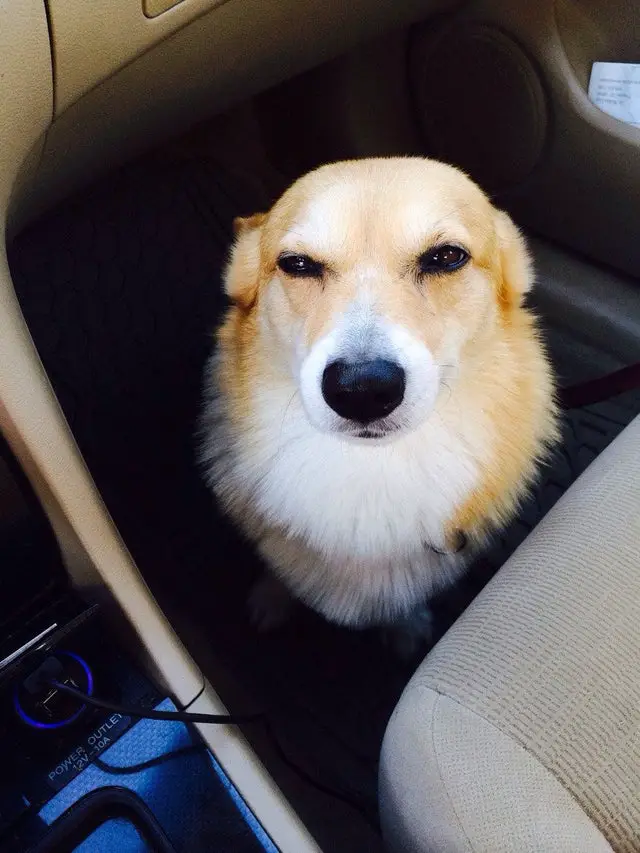 A Corgi sitting under the passenger seat inside the car with its suspicious eyes