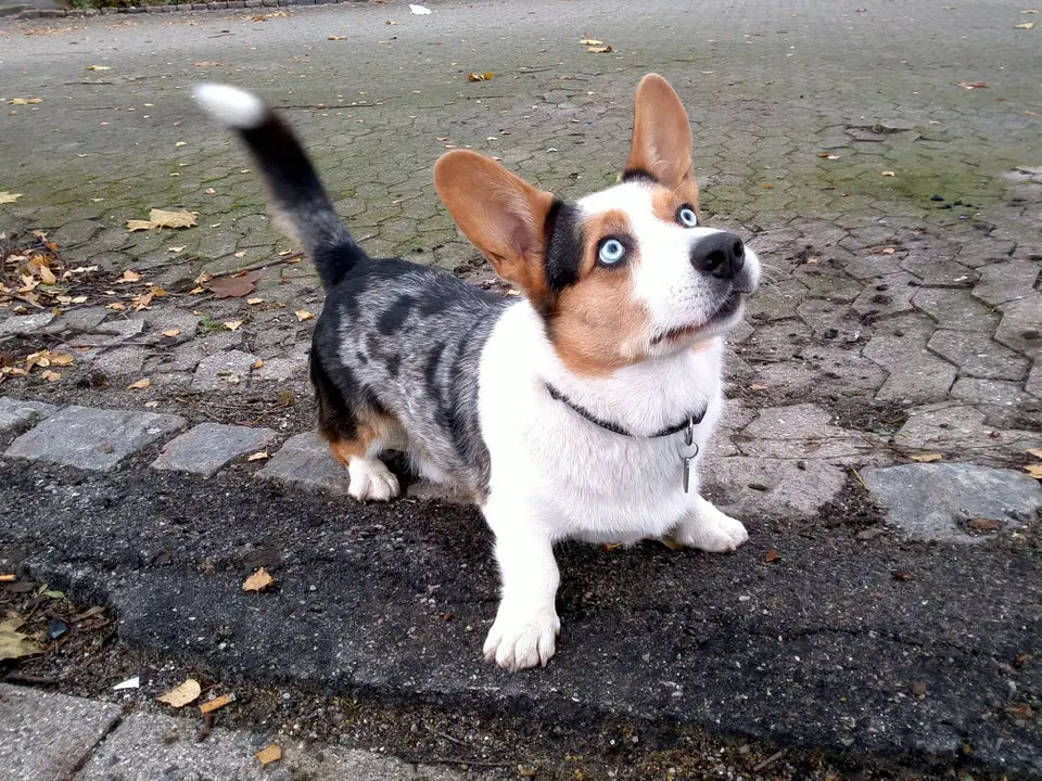 A Corgi standing on the pavement while looking up