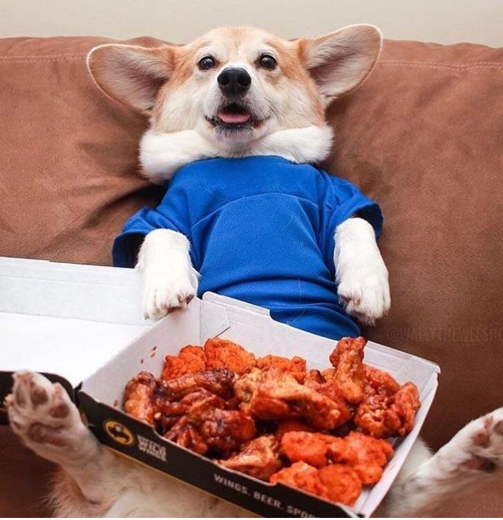 Corgi sitting like a person on the couch with a box of chicken in its lap