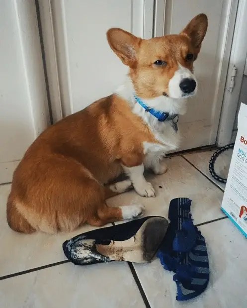 A Corgi sitting on the floor behind a a chewed slipper and a shoe