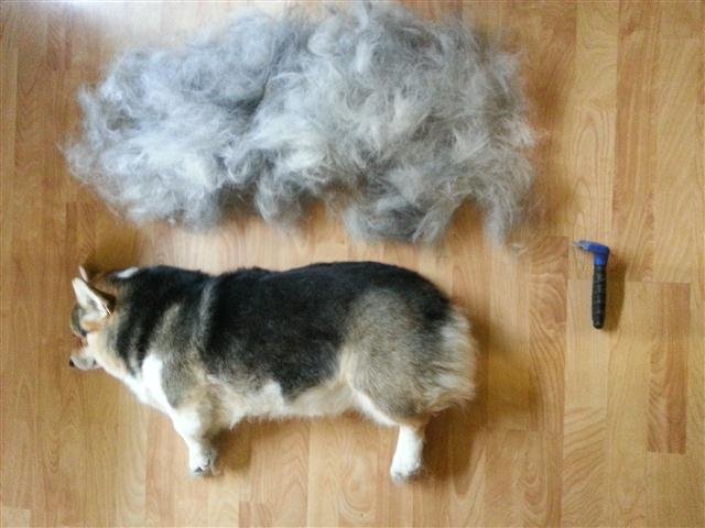 Corgi lying on the floor beside a its pile of shed fur