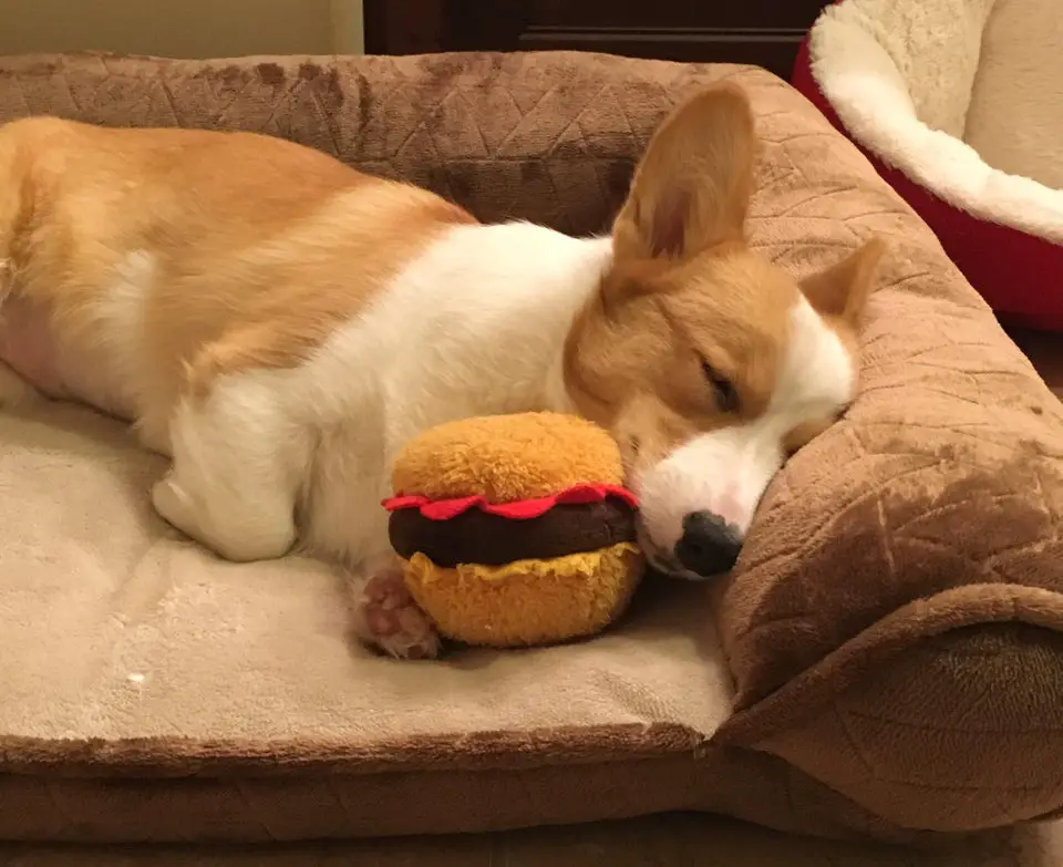 A Corgi sleeping on its bed with its burger stuffed toy