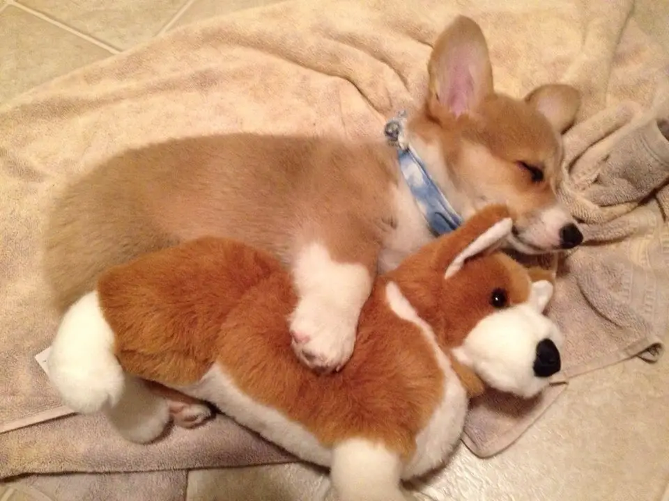 A Corgi puppy sleeping on top of the towel on the floor with its Corgi stuffed toy