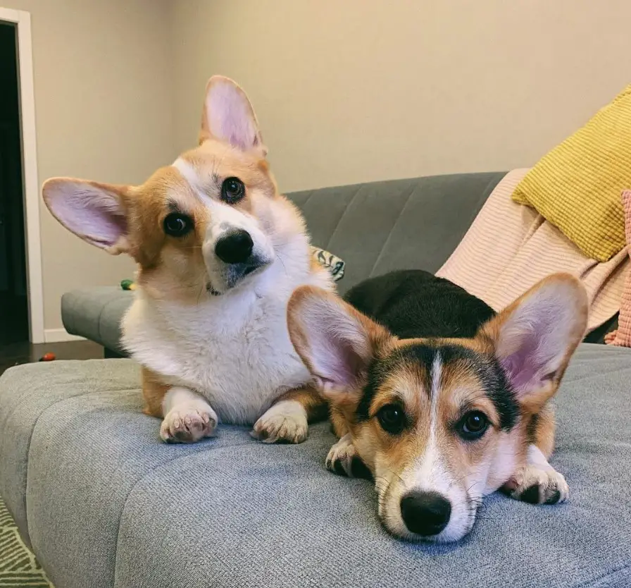 two Corgis lying on the couch with their curious expressions