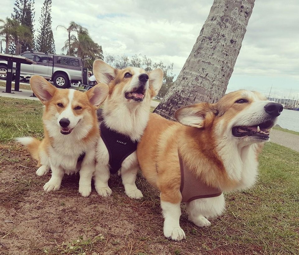 three Corgis staying under the tree