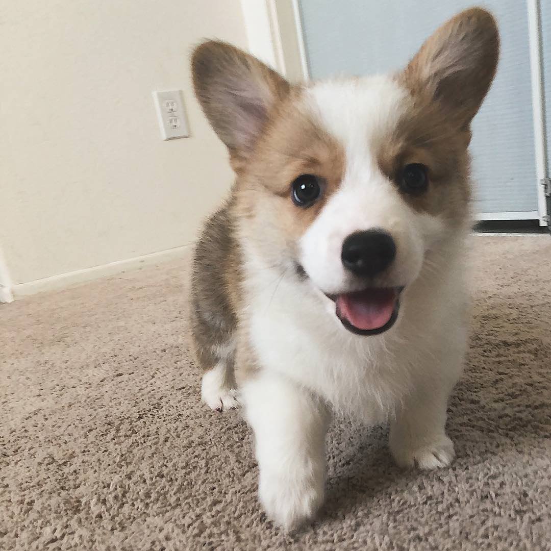 A Corgi puppy standing on the floor while smiling